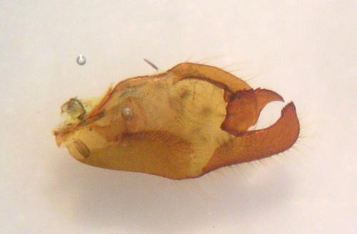 Réf. 56 595 : Pyrgus malvae