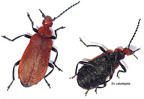 Réf. 56 351 : Pyrochroa serraticornis