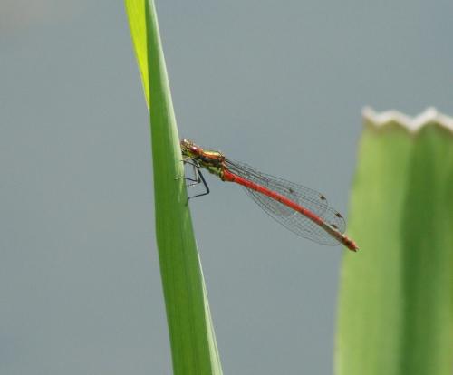 Pyrrhosoma nymphula