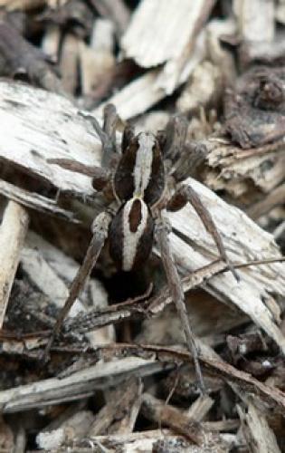 Alopecosa albofasciata
