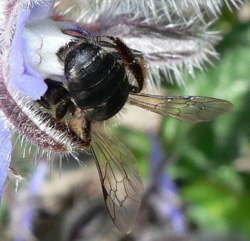 Andrena sp.