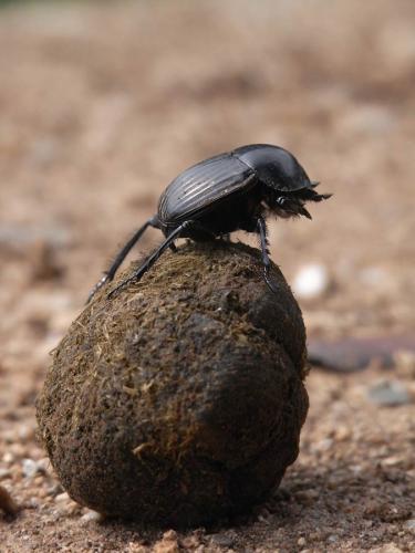 Réf. 56 654 : Scarabaeus laticollis