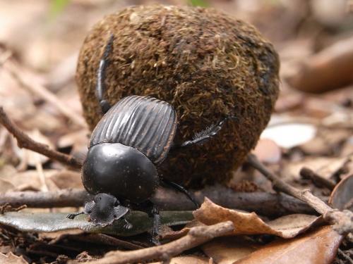 Réf. 56 655 : Scarabaeus laticollis