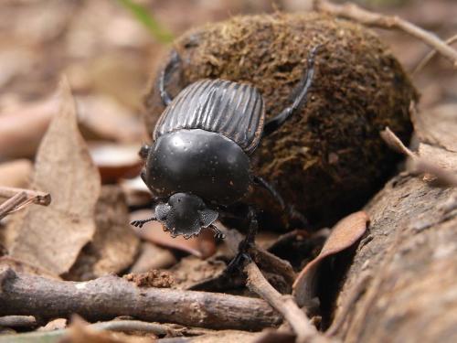 Réf. 56 656 : Scarabaeus laticollis