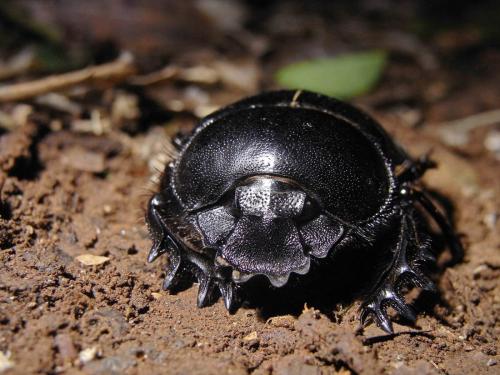Réf. 56 828 : Scarabaeus typhon