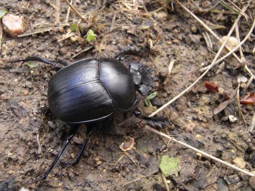 Réf. 56 829 : Scarabaeus typhon