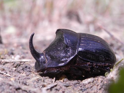 Réf. 56 830 : Copris hispanus