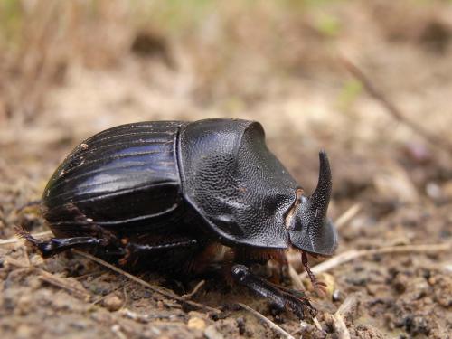 Réf. 56 832 : Copris hispanus