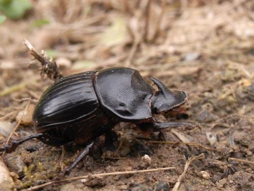 Réf. 56 916 : Copris hispanus
