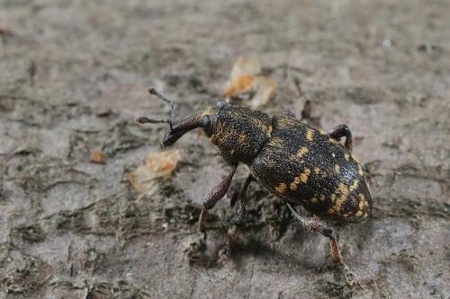 Hylobius abietis