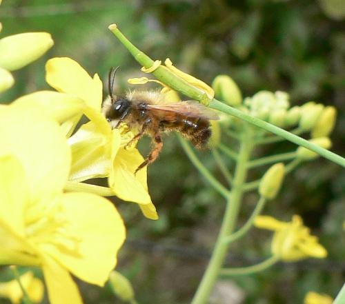 Réf. 56 098 : Osmia bicornis