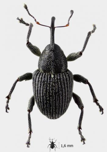 Archarius salicivorus