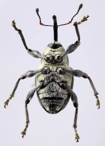 Archarius salicivorus