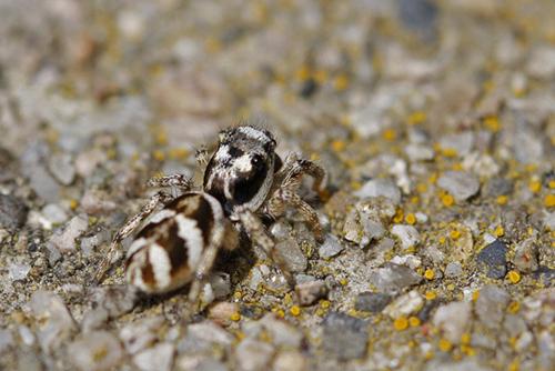 Réf. 56 037 : Salticus scenicus