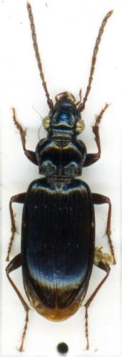 Réf. 56 779 : Patrobus septentrionis australis