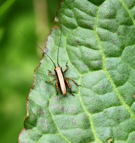Pholidoptera griseoaptera