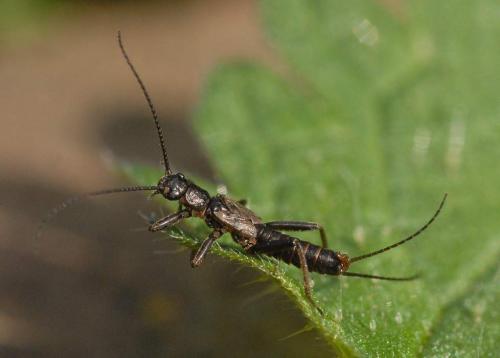 Zwicknia sp.