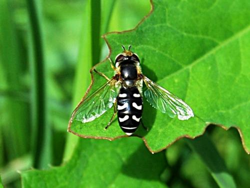Réf. 56 878 : Scaeva pyrastri