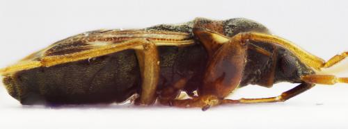 Réf. 56 081 : Scolopostethus affinis