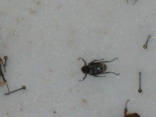 Valgus hemipterus
