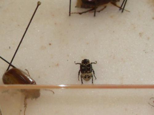 Valgus hemipterus