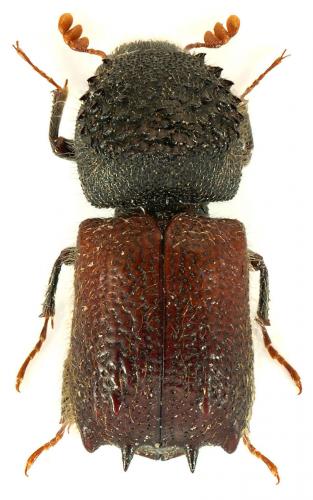 Réf. 56 784 : Sinoxylon muricatum