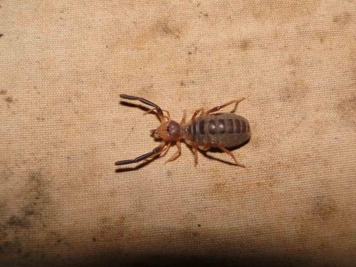 Réf. 56 791 : Gluviopsis sp.