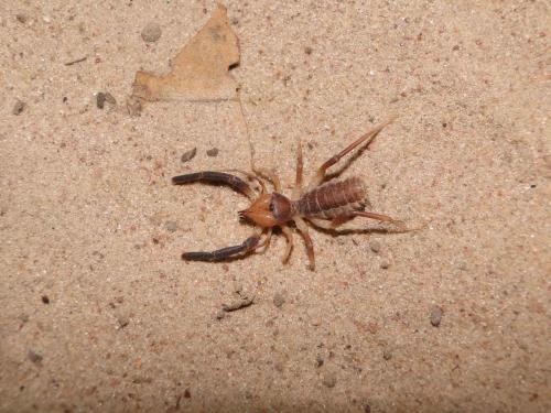 Gluviopsis sp.