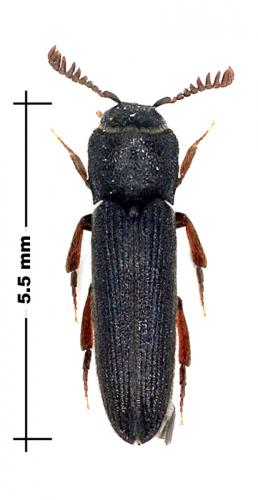 Melasis buprestoides