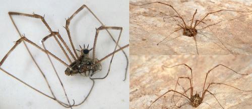 Réf. 56 382 : Megabunus diadema