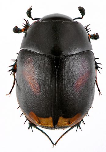 Réf. 56 263 : Sphaeridium scarabaeoides