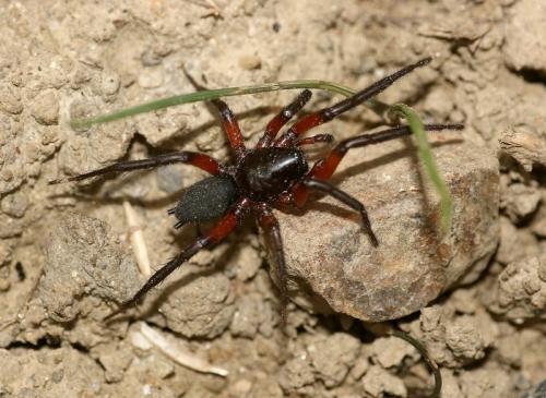 Gnaphosa bicolor