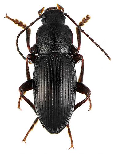 Stenomax foudrasii