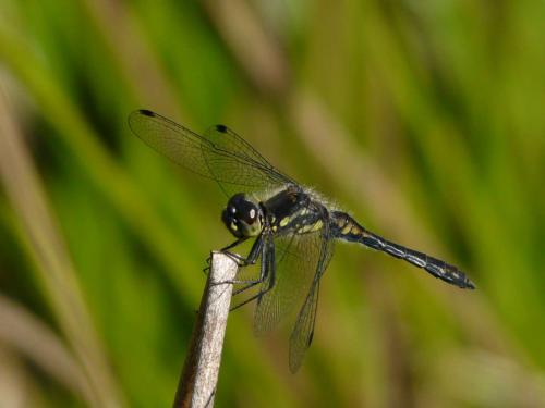 Sympetrum danae