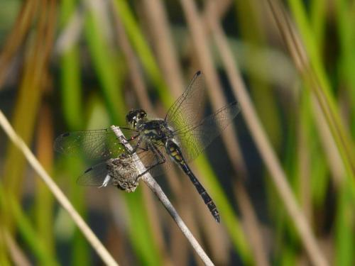 Réf. 56 923 : Sympetrum danae