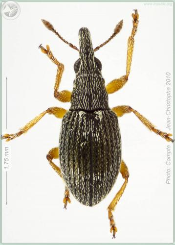Réf. 56 018 : Kalcapion semivittatum