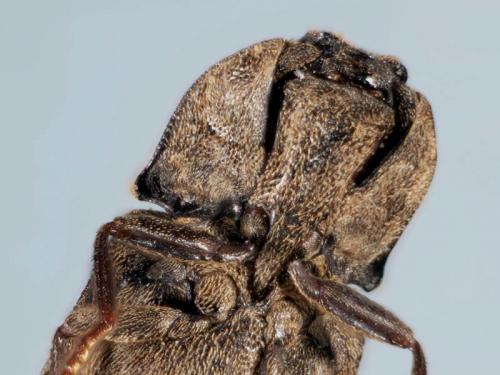Réf. 56 381 : Agrypnus murinus