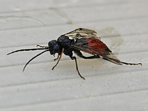 Réf. 56 770 : Tenthredopsis coquebertii