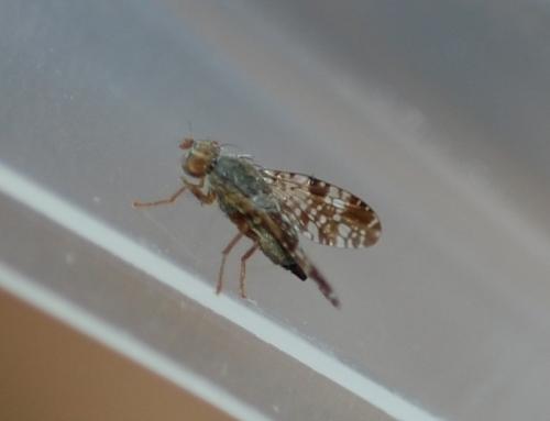 Tephritis vespertina