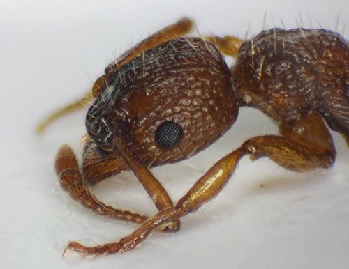 Réf. 56 824 : Myrmica sabuleti