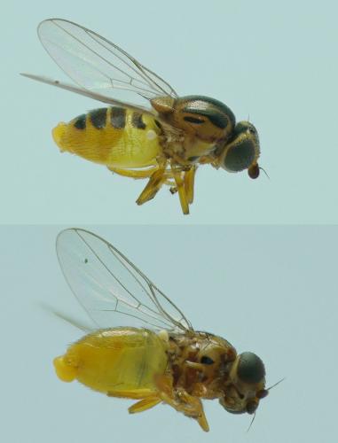 Thaumatomyia sp.