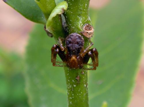 Réf. 56 710 : Xysticus sp.