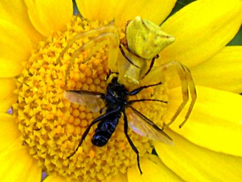 Thomisus onustus
