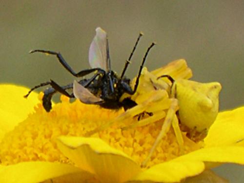 Thomisus onustus