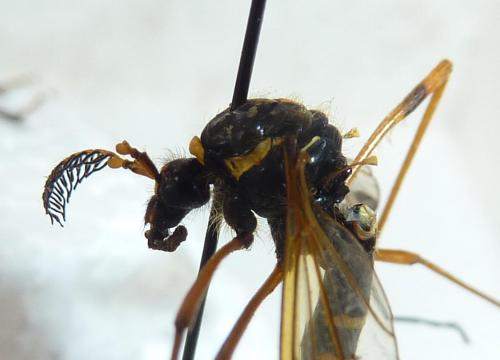Ctenophora flaveolata