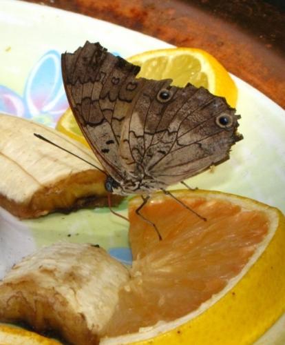 Prepona sp.