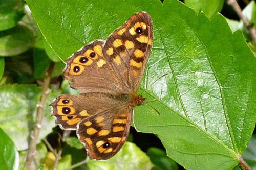 Pararge aegeria