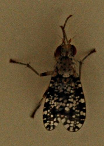 Réf. 56 920 : Trypetoptera punctulata