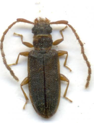 Uleiota planatus