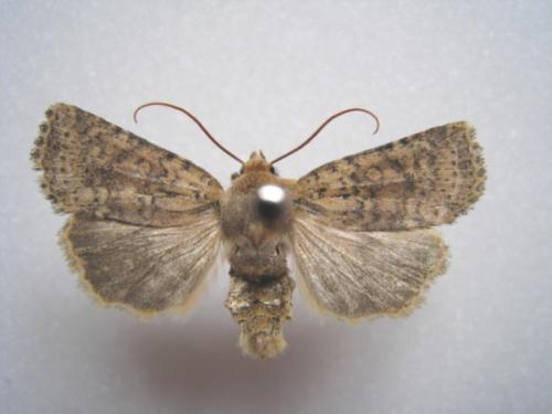 Réf. 56 997 : Conistra staudingeri